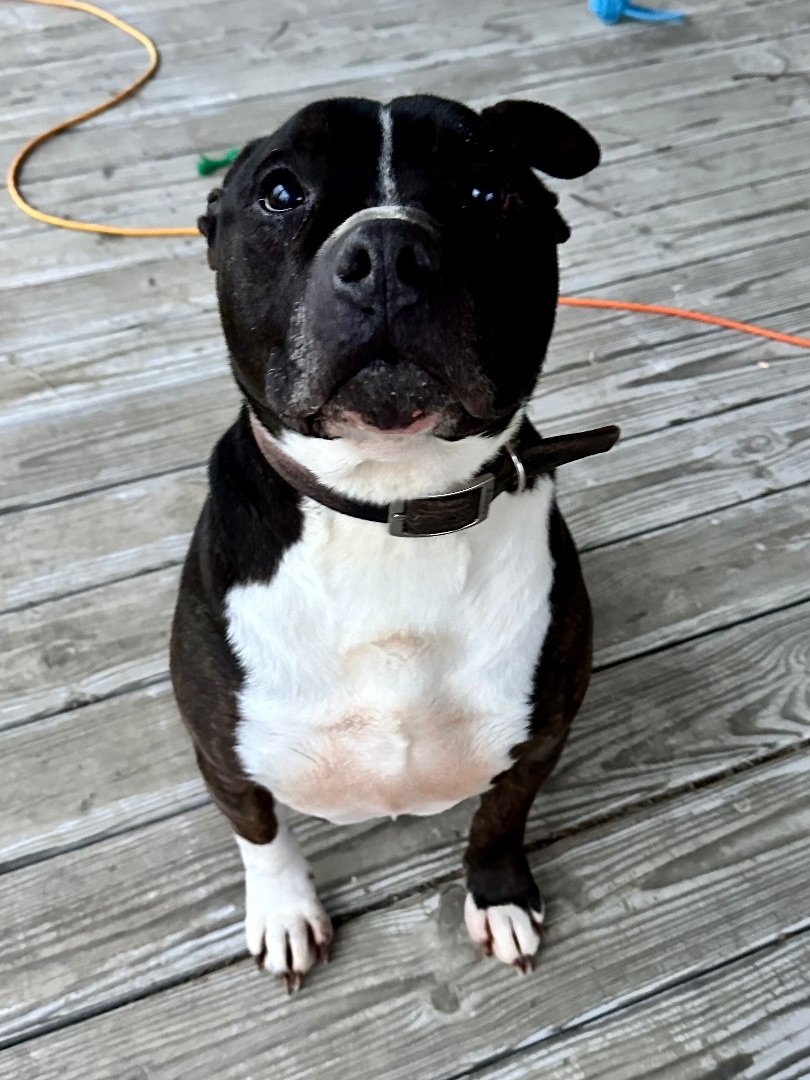 Roxas (Ray), an adoptable Pit Bull Terrier in Utica, OH, 43080 | Photo Image 4