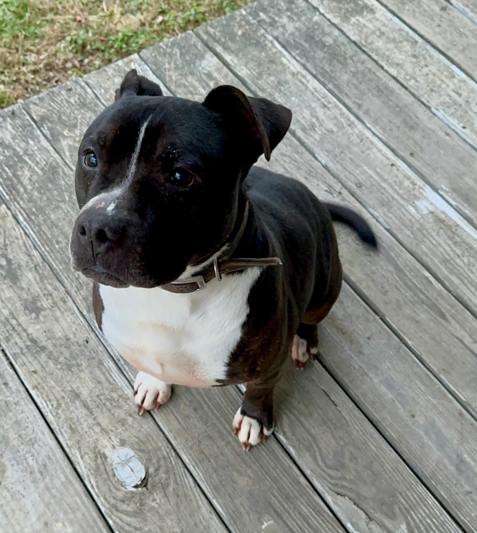 Roxas (Ray), an adoptable Pit Bull Terrier in Utica, OH, 43080 | Photo Image 5