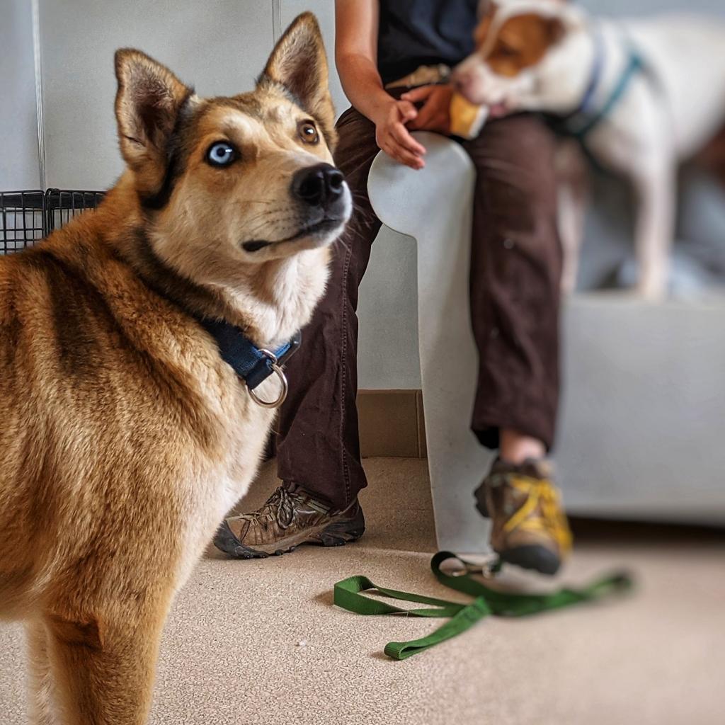 Abby Cadabby, an adoptable Husky in Kanab, UT, 84741 | Photo Image 1