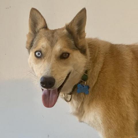 Abby Cadabby, an adoptable Husky in Kanab, UT, 84741 | Photo Image 2