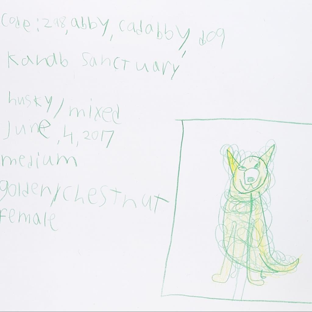 Abby Cadabby, an adoptable Husky in Kanab, UT, 84741 | Photo Image 2