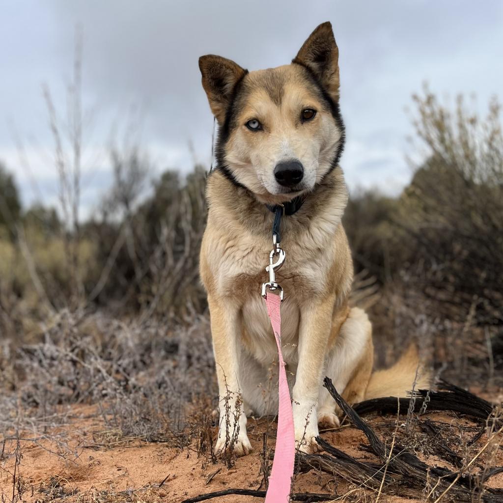 Abby Cadabby, an adoptable Husky in Kanab, UT, 84741 | Photo Image 4