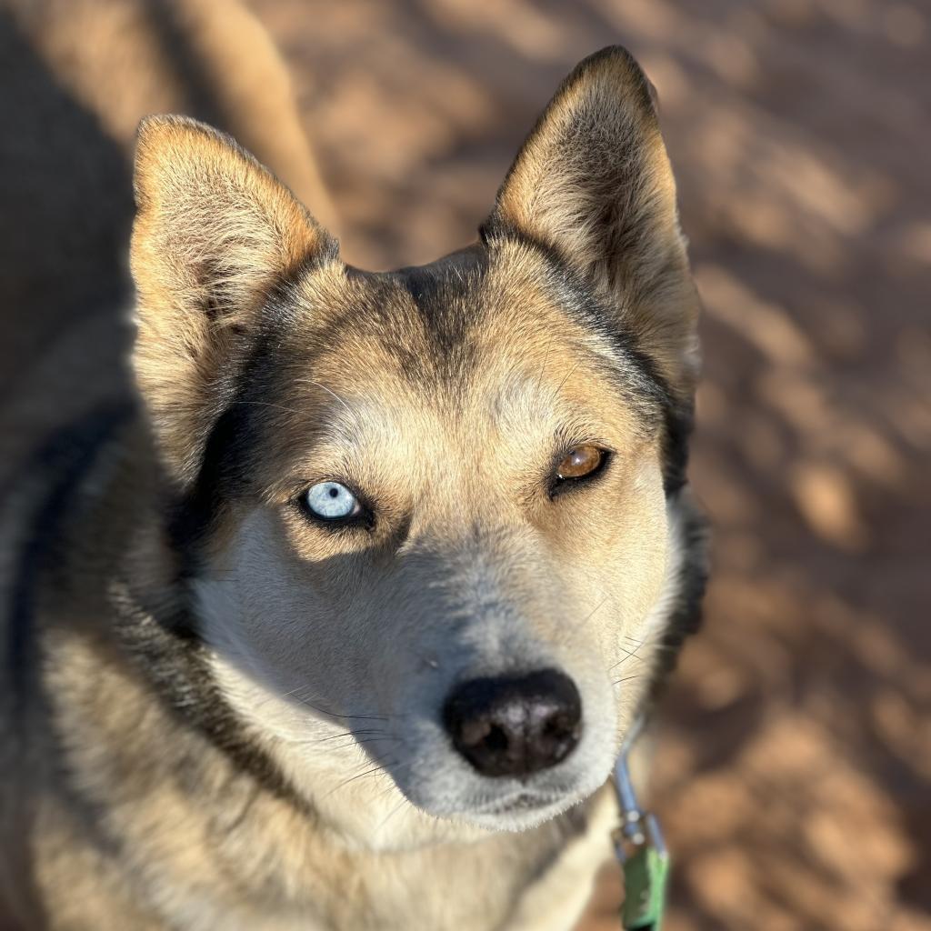 Abby Cadabby, an adoptable Husky in Kanab, UT, 84741 | Photo Image 4
