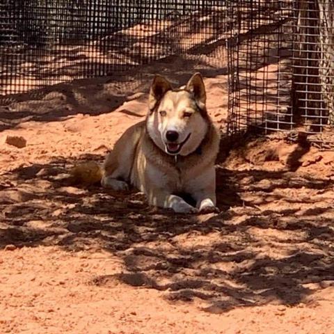 Abby Cadabby, an adoptable Husky in Kanab, UT, 84741 | Photo Image 5