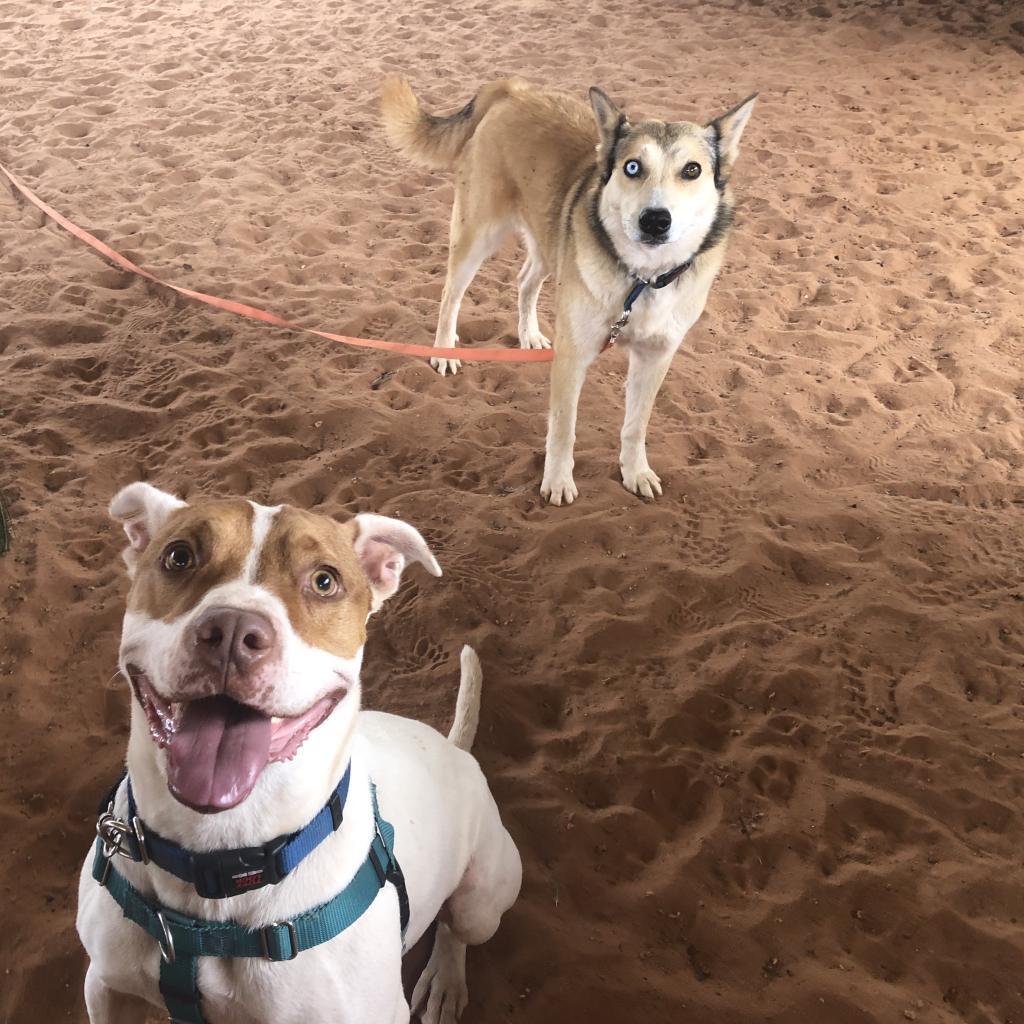 Abby Cadabby, an adoptable Husky in Kanab, UT, 84741 | Photo Image 5