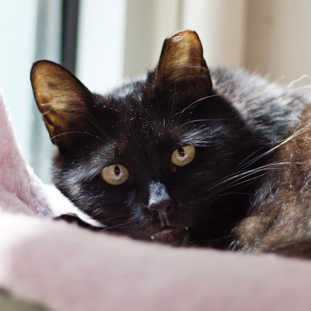 Bram (aka Bran), an adoptable Domestic Short Hair in Cumming, GA, 30040 | Photo Image 1