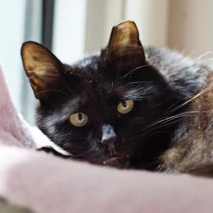 Bram (aka Bran), Adult Male unknown