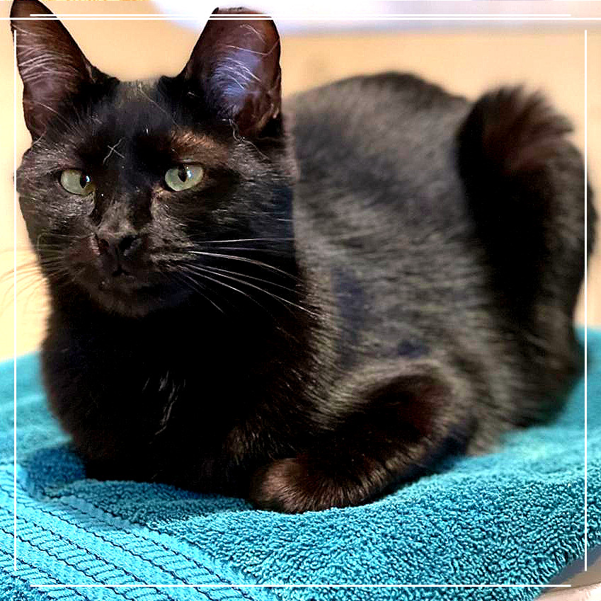 Bram (aka Bran), an adoptable Domestic Short Hair in Cumming, GA, 30040 | Photo Image 1