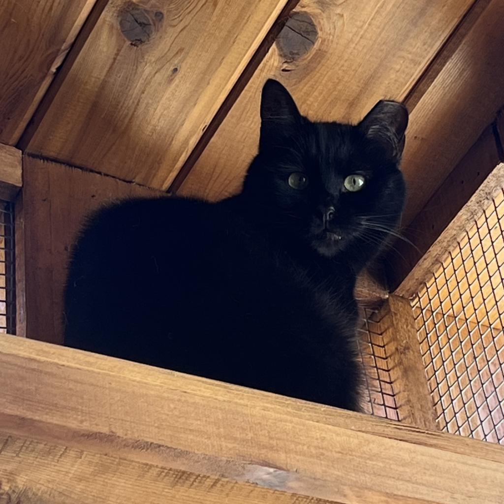 Bram (aka Bran), an adoptable Domestic Short Hair in Cumming, GA, 30040 | Photo Image 3