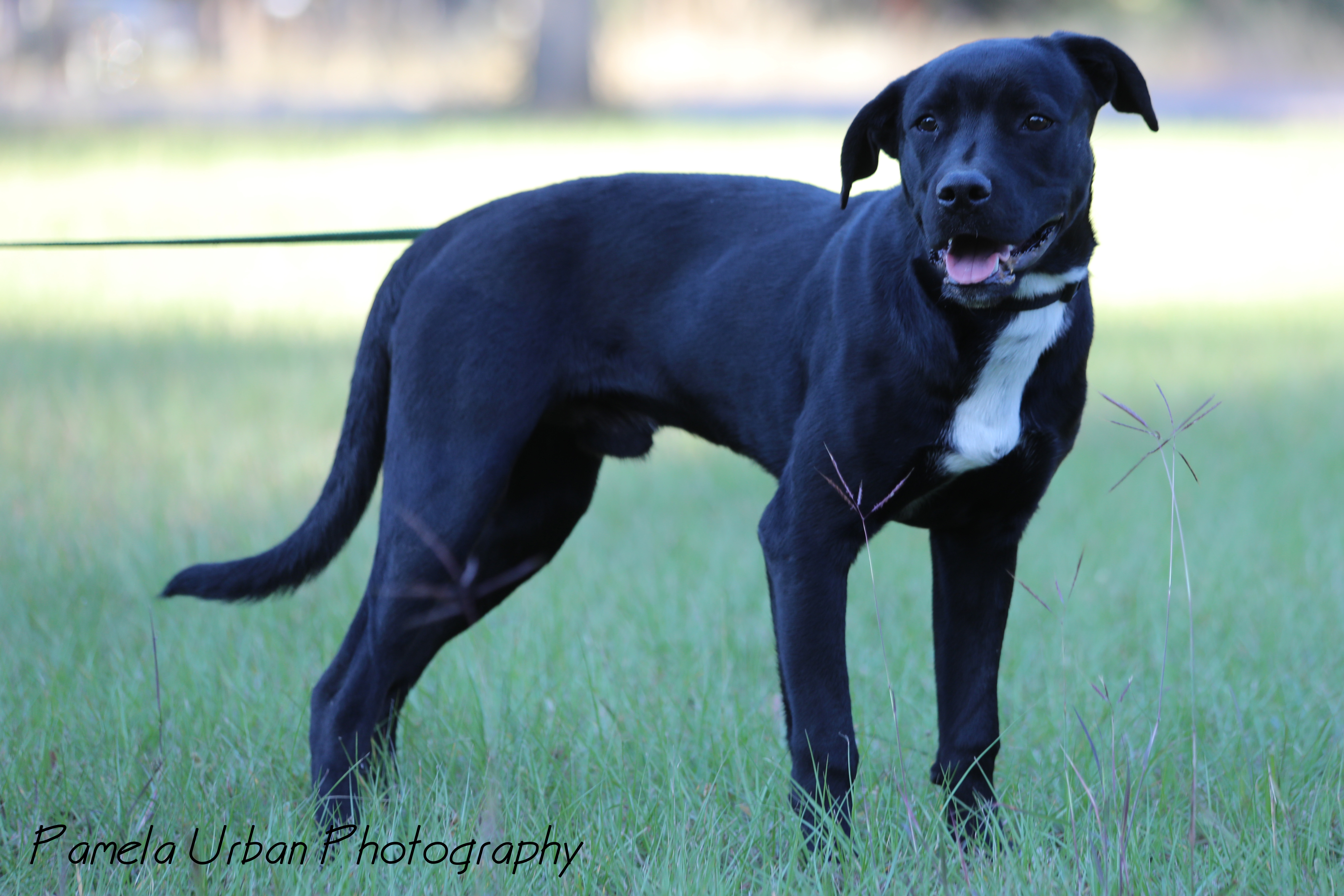 Mark, an adoptable Labrador Retriever in Sheridan, TX, 77475 | Photo Image 1