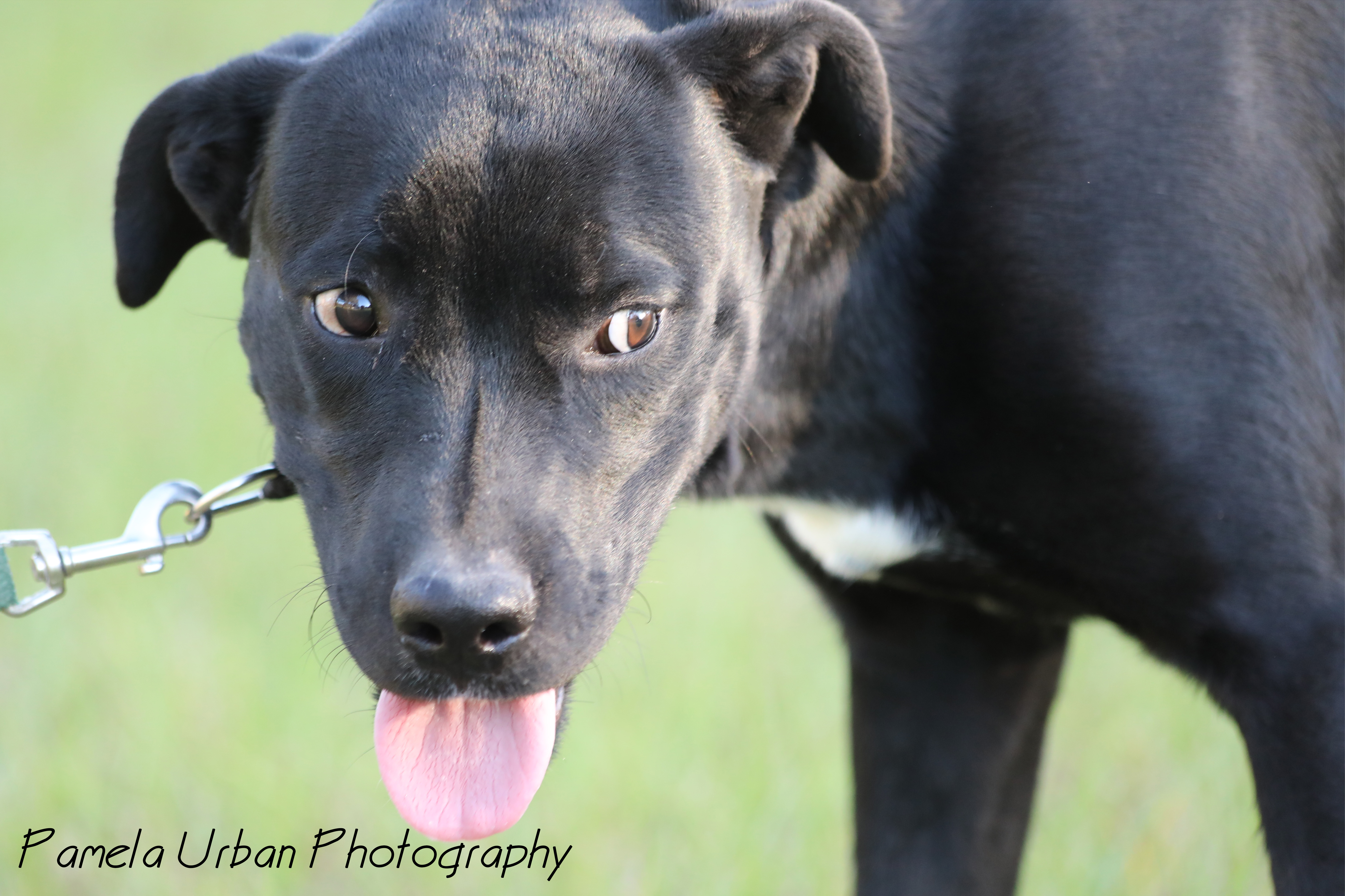 Mark, an adoptable Labrador Retriever in Sheridan, TX, 77475 | Photo Image 2