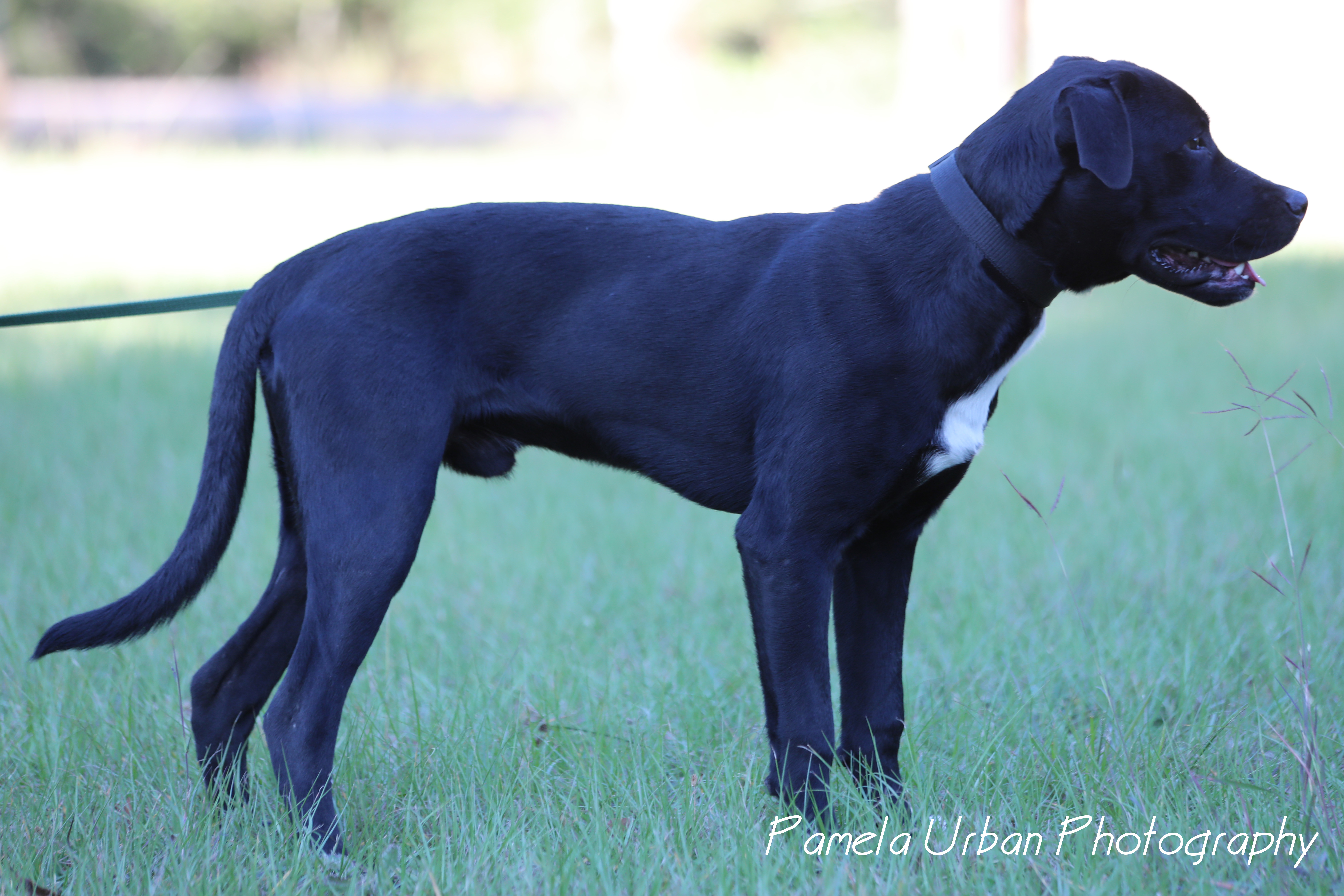 Mark, an adoptable Labrador Retriever in Sheridan, TX, 77475 | Photo Image 3