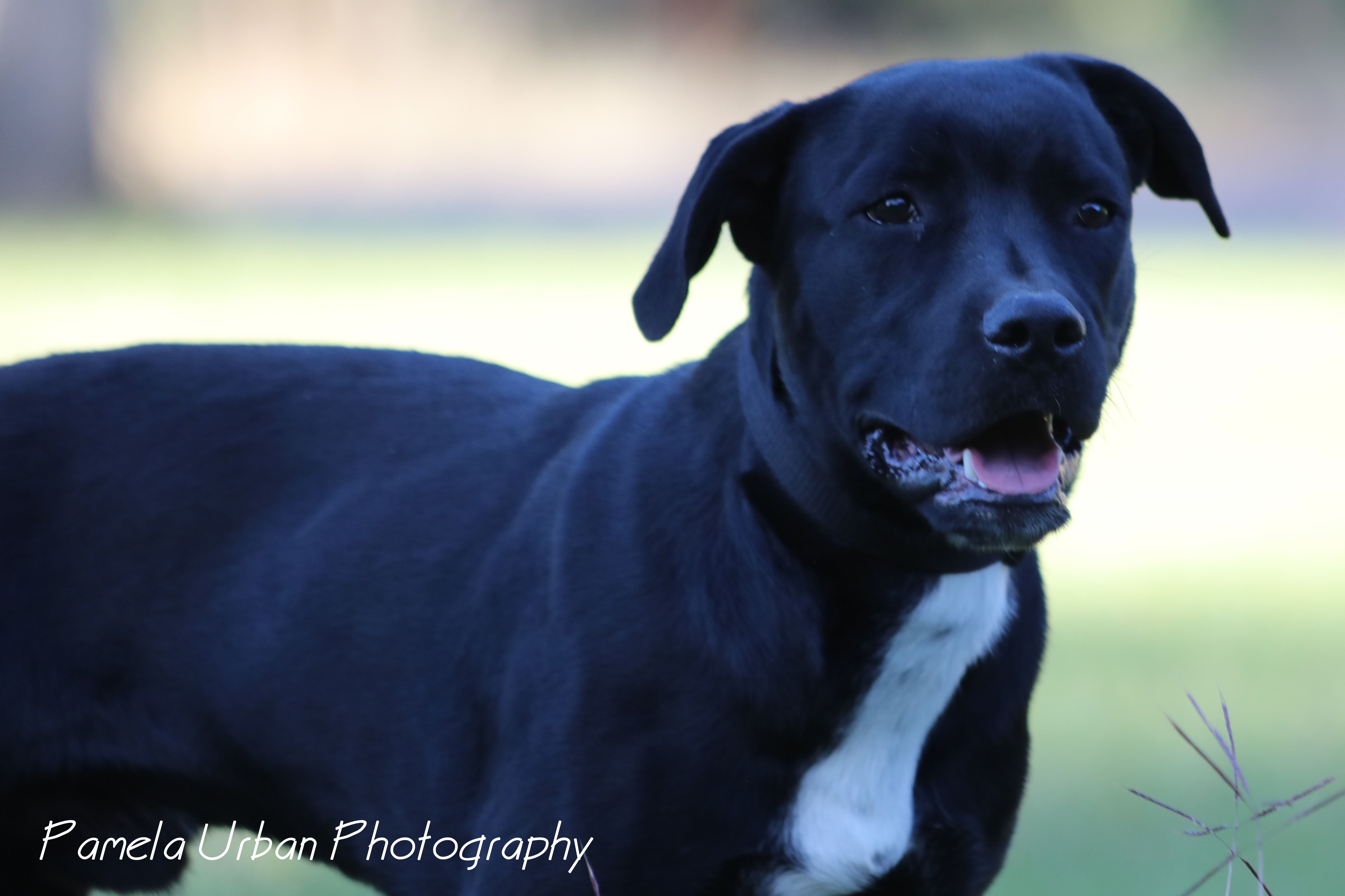 Mark, an adoptable Labrador Retriever in Sheridan, TX, 77475 | Photo Image 4