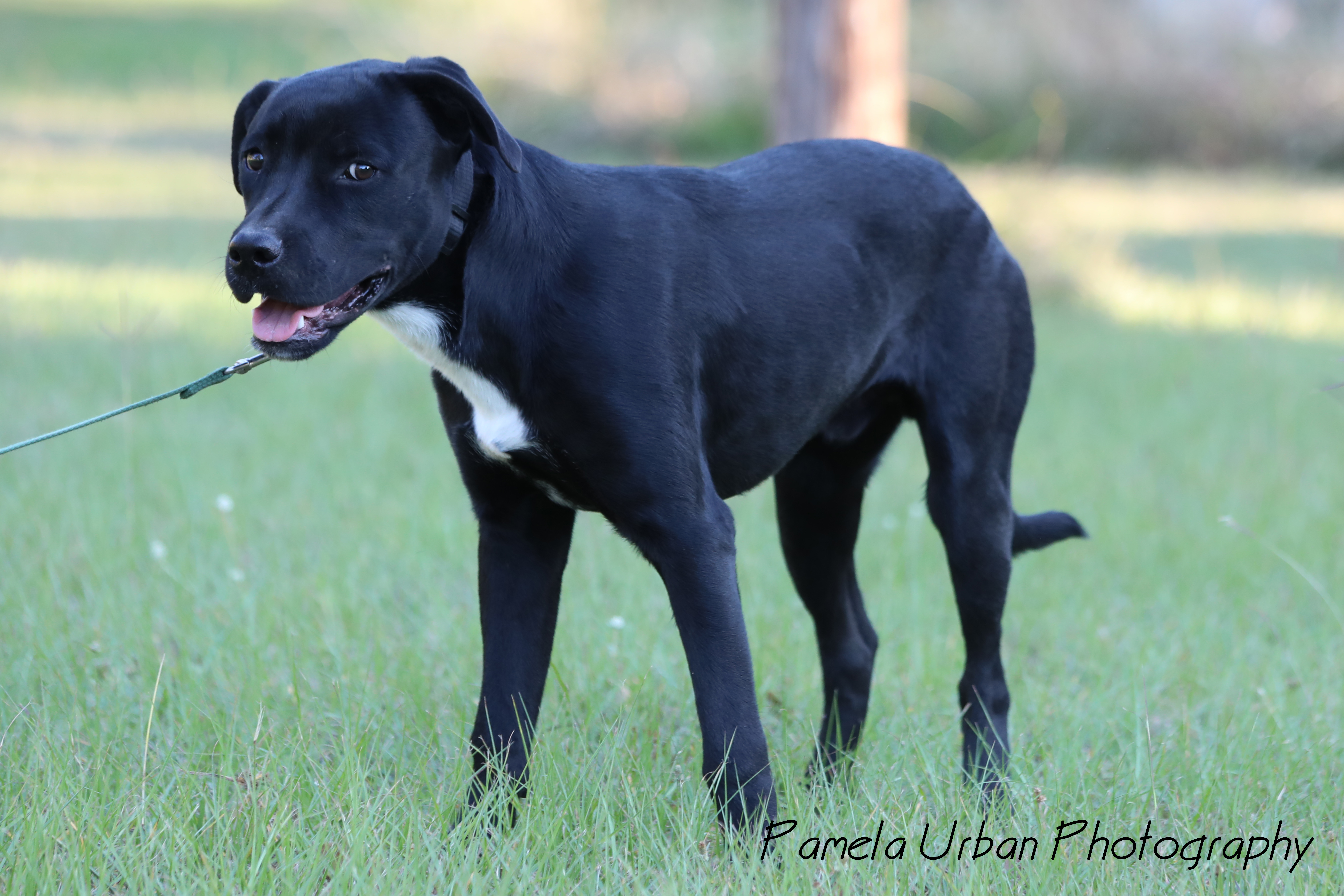 Mark, an adoptable Labrador Retriever in Sheridan, TX, 77475 | Photo Image 5