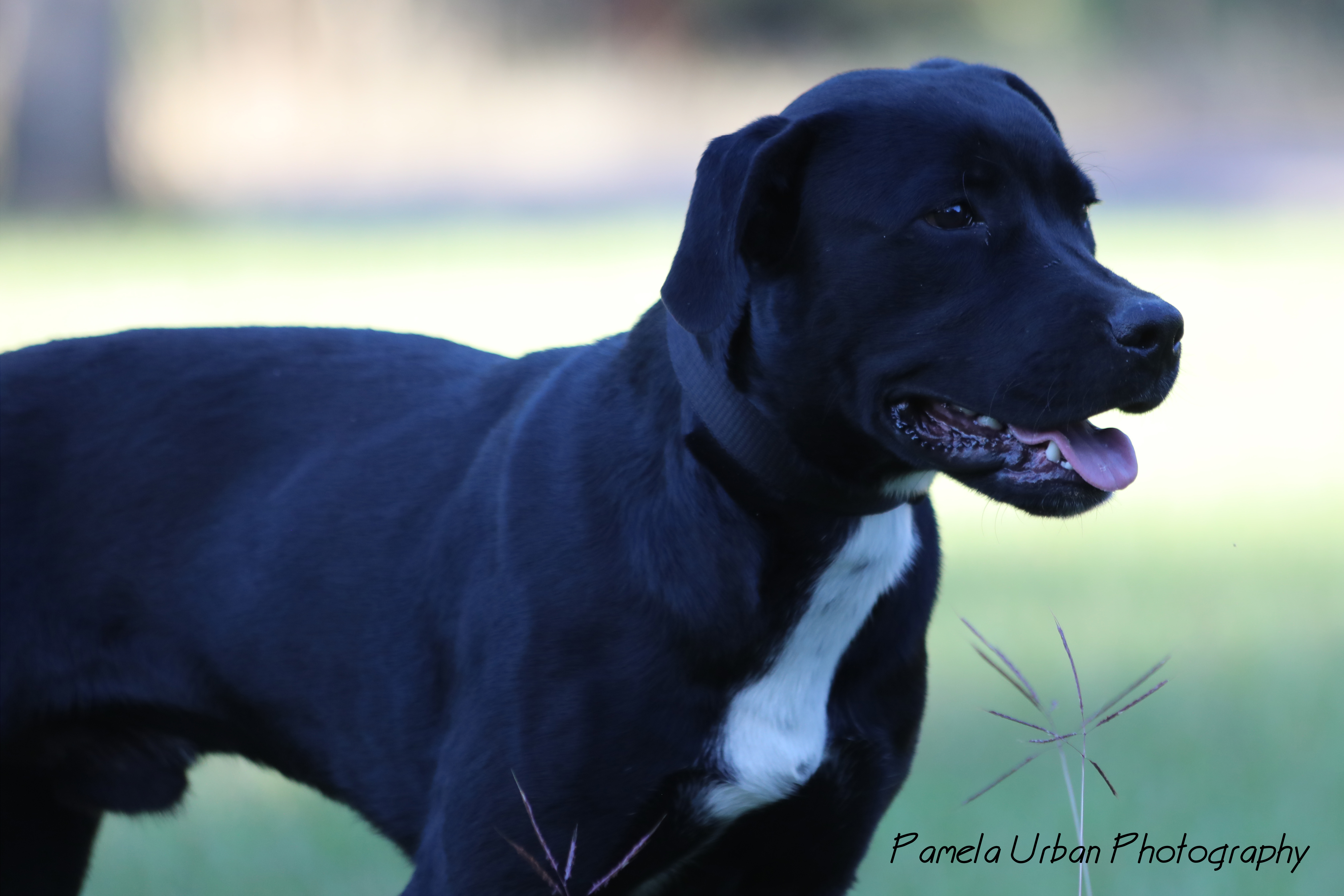 Mark, an adoptable Labrador Retriever in Sheridan, TX, 77475 | Photo Image 6