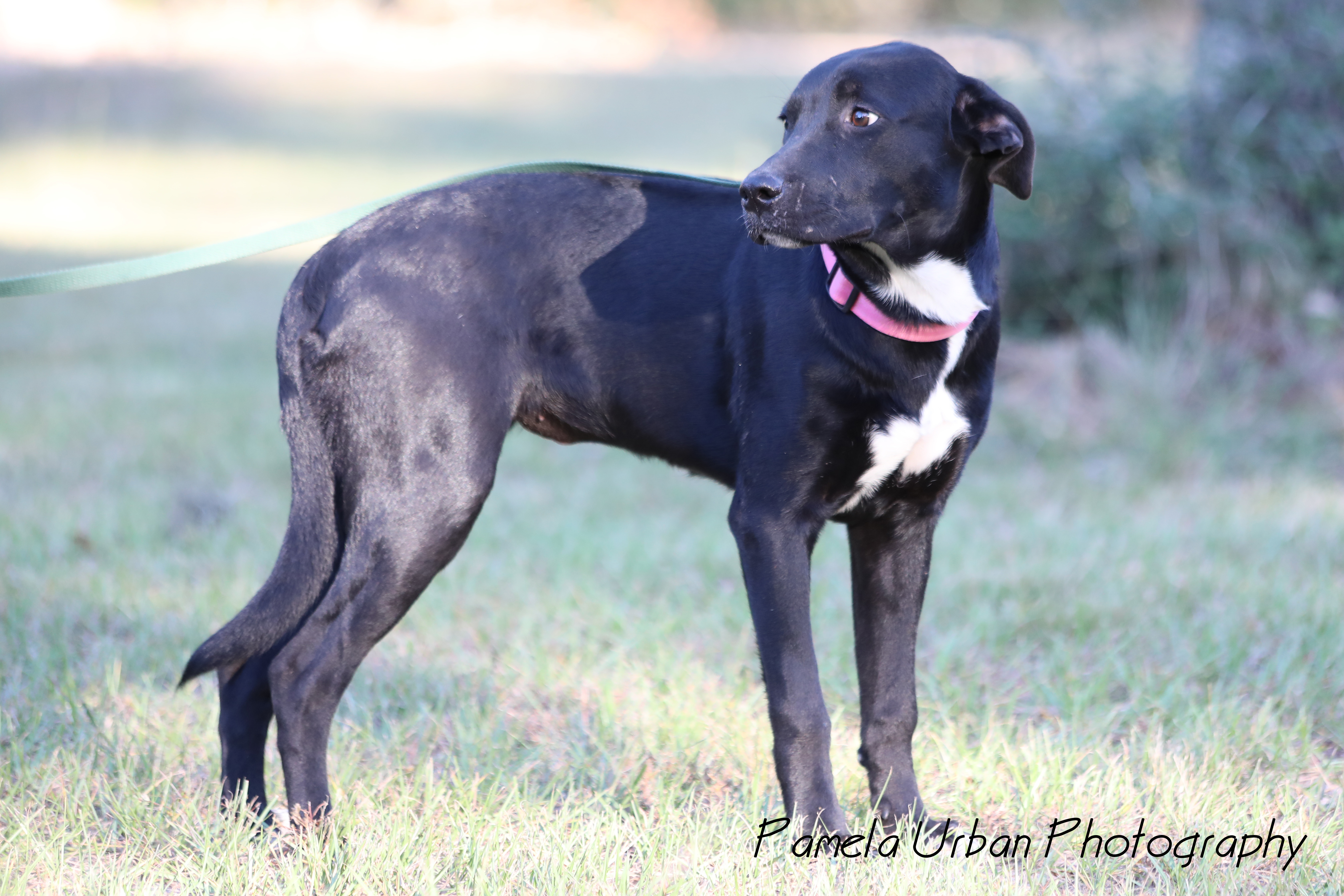 Malibu, an adoptable Labrador Retriever in Sheridan, TX, 77475 | Photo Image 2