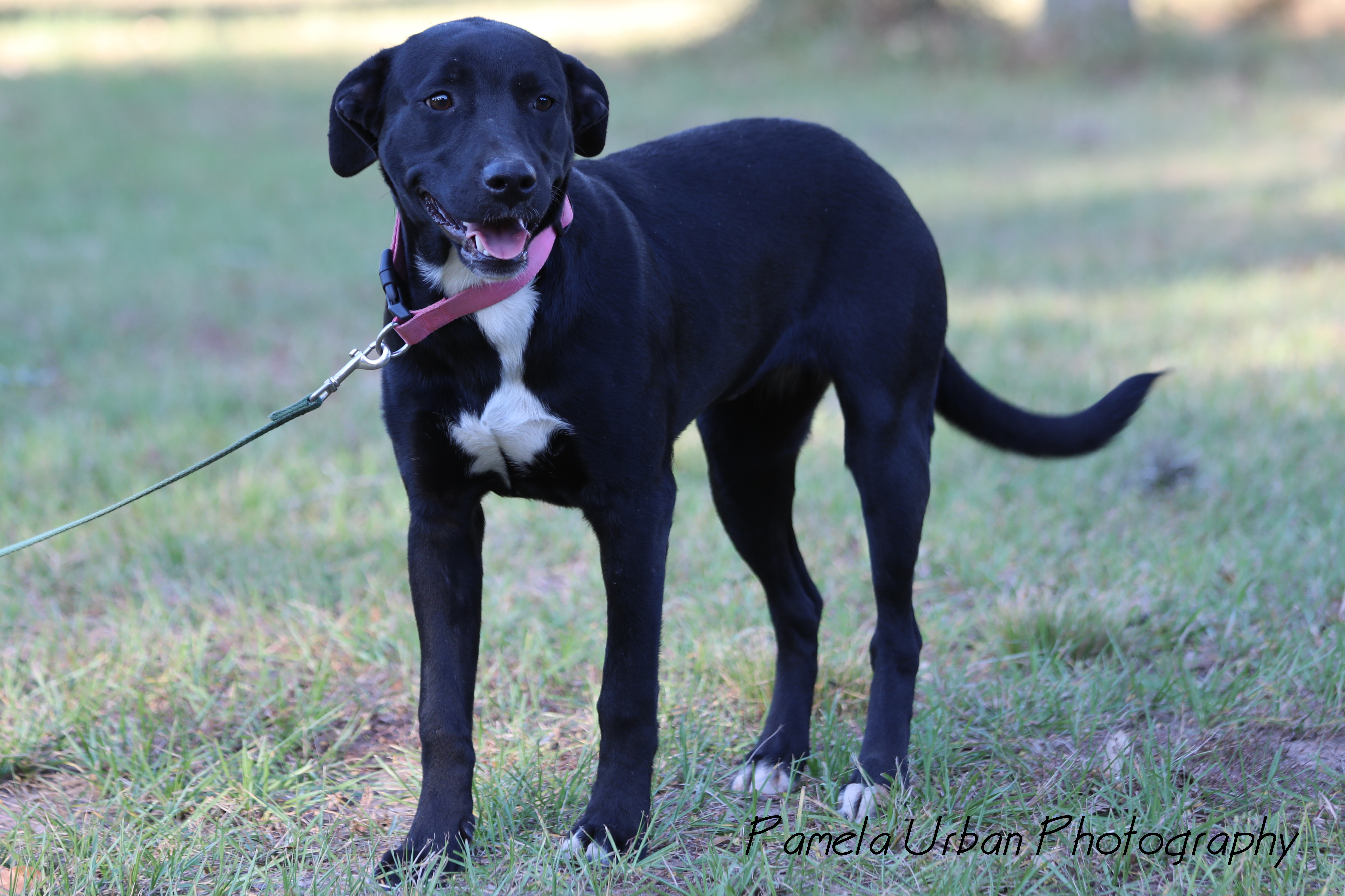 Malibu, an adoptable Labrador Retriever in Sheridan, TX, 77475 | Photo Image 3
