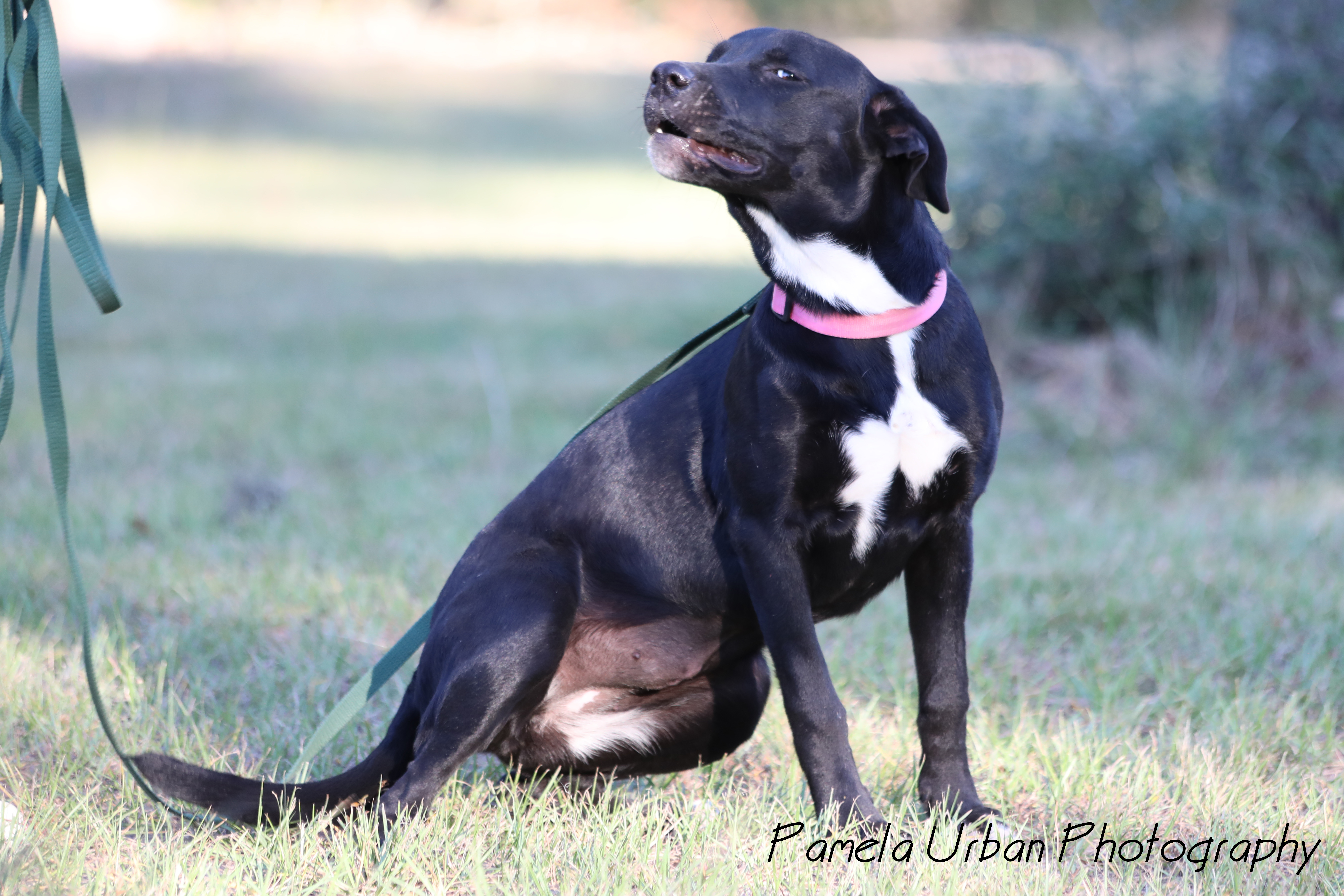 Malibu, an adoptable Labrador Retriever in Sheridan, TX, 77475 | Photo Image 4