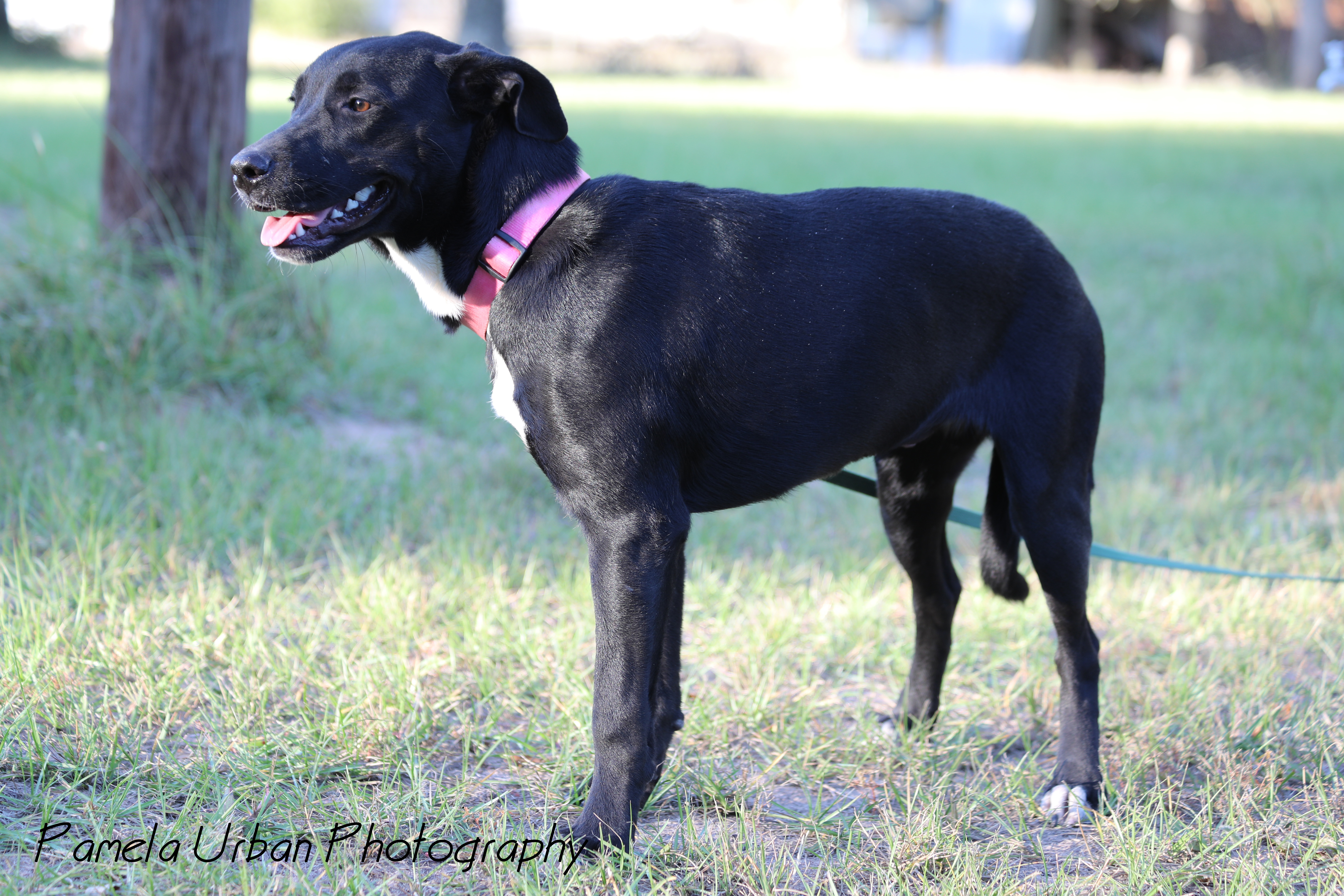 Malibu, an adoptable Labrador Retriever in Sheridan, TX, 77475 | Photo Image 5