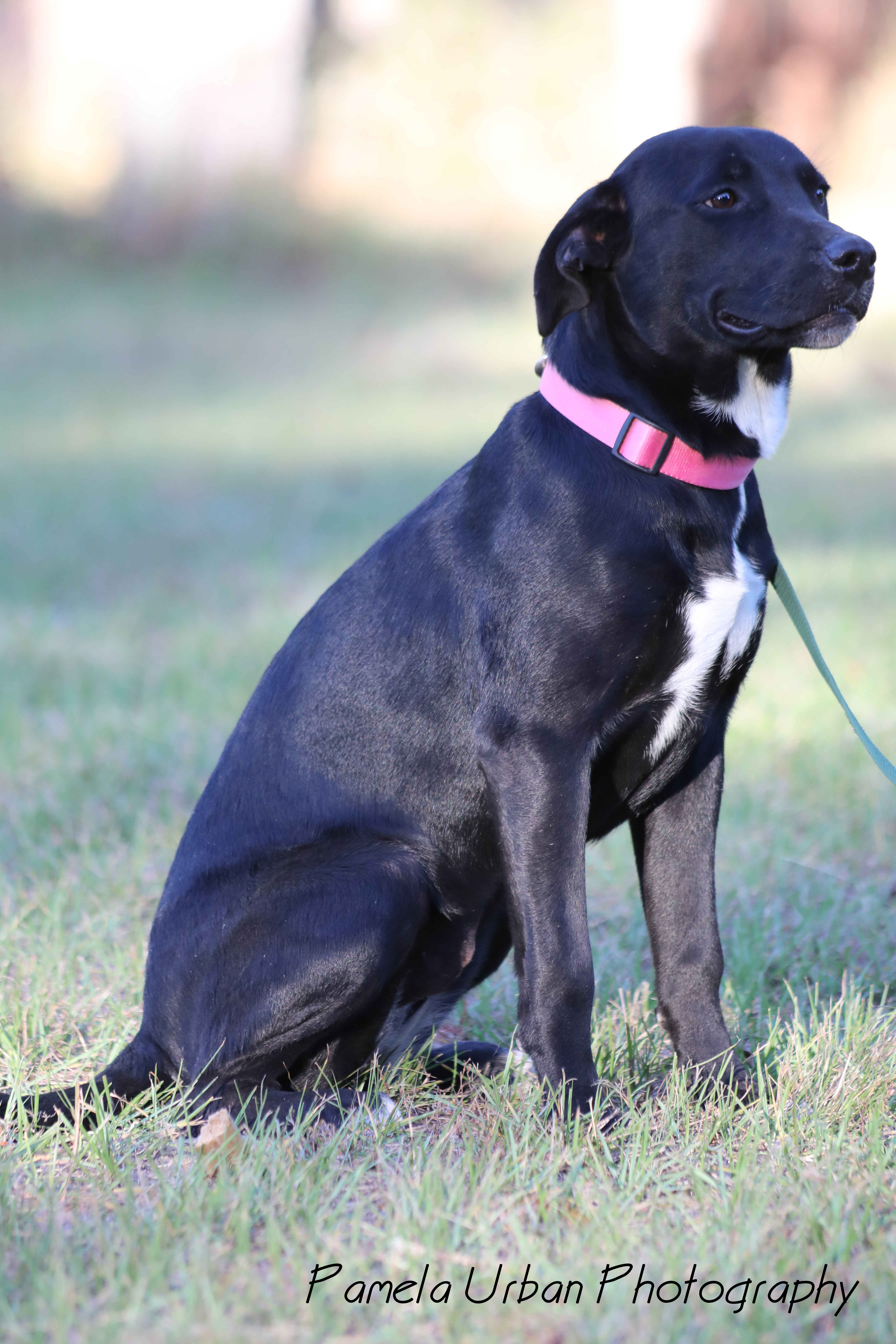 Malibu, an adoptable Labrador Retriever in Sheridan, TX, 77475 | Photo Image 6