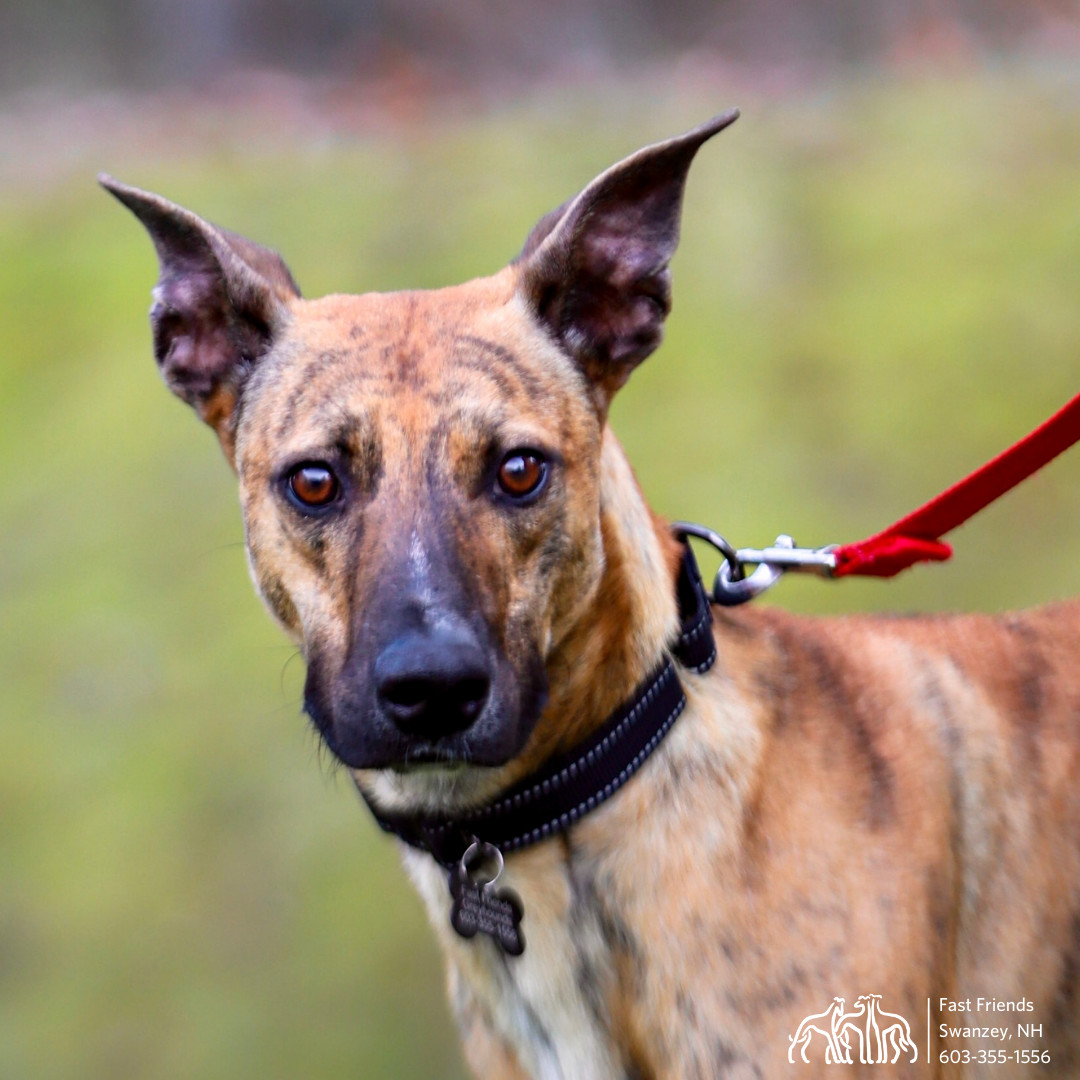 Leo, an adoptable Greyhound in Swanzey, NH, 03446 | Photo Image 1