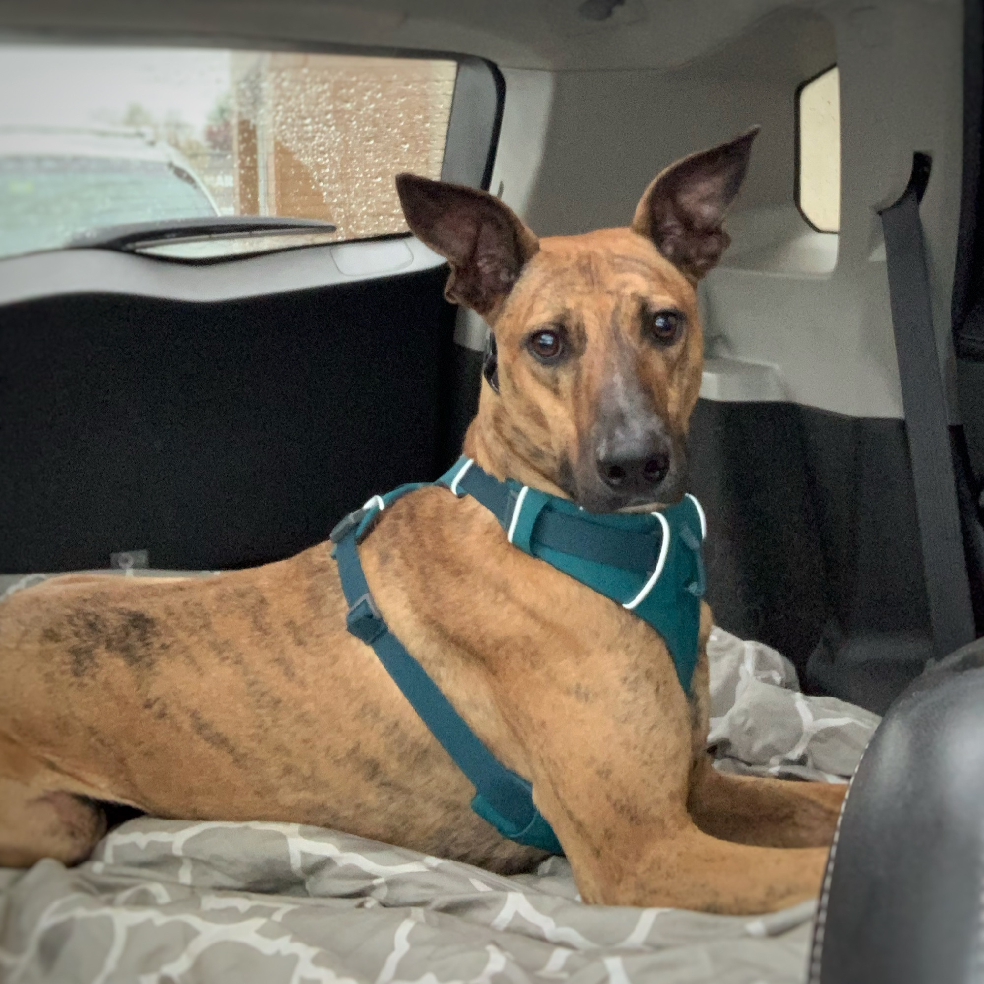 Leo, an adoptable Greyhound in Swanzey, NH, 03446 | Photo Image 2