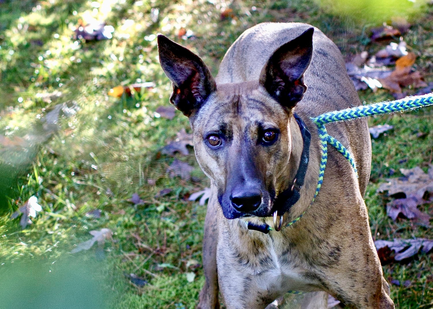 Leo, an adoptable Greyhound in Swanzey, NH, 03446 | Photo Image 3