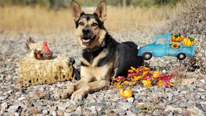 Dog For Adoption Maximilion A German Shepherd Dog Australian Shepherd Mix In Cave Creek Az Petfinder