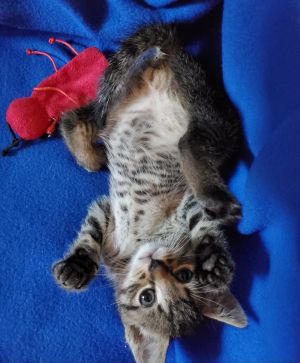 Adorable 9 Week Old Kittens Ready For Forever Homes!, Baby Male unknown