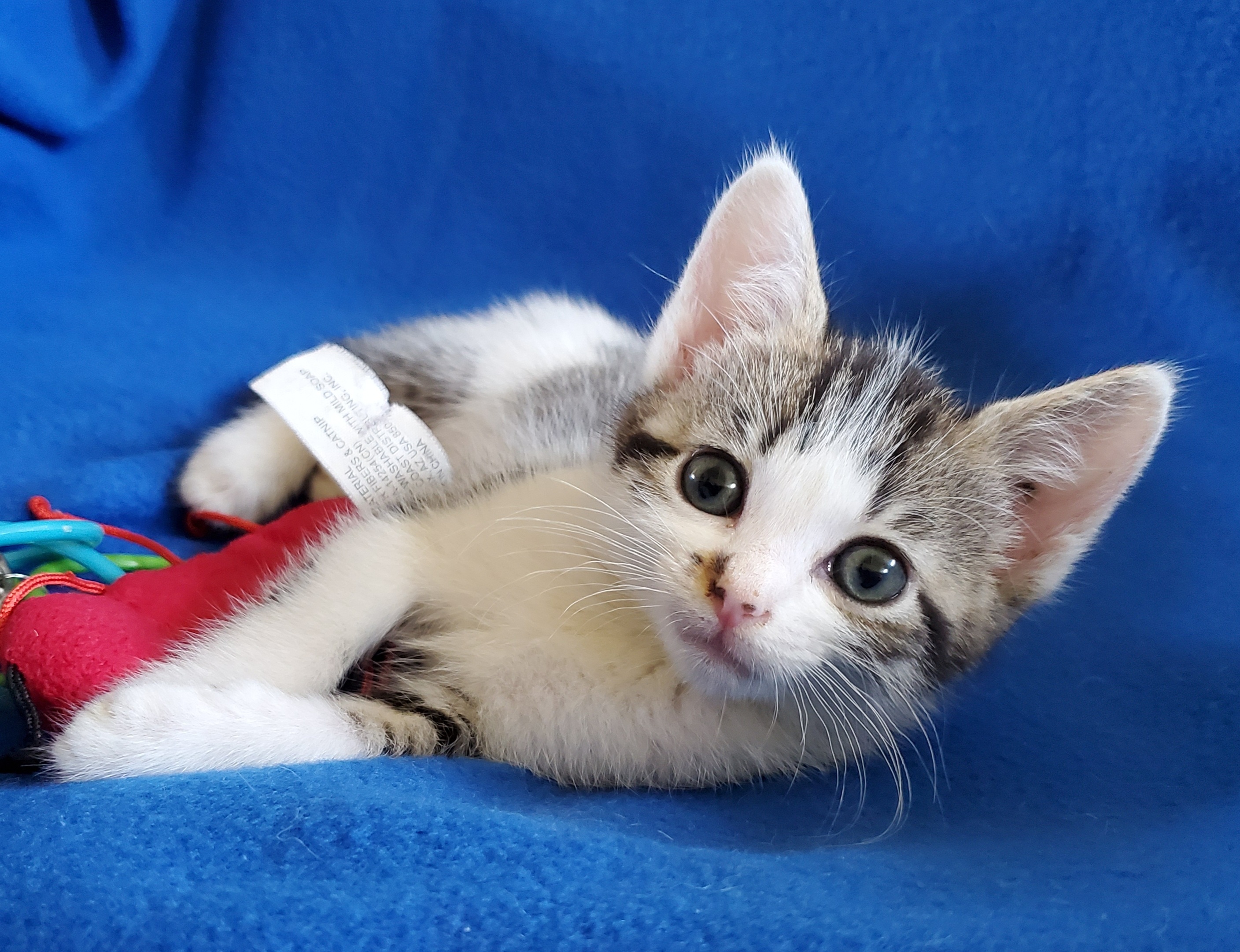 Adorable 9 Week Old Kittens Ready For Forever Homes!