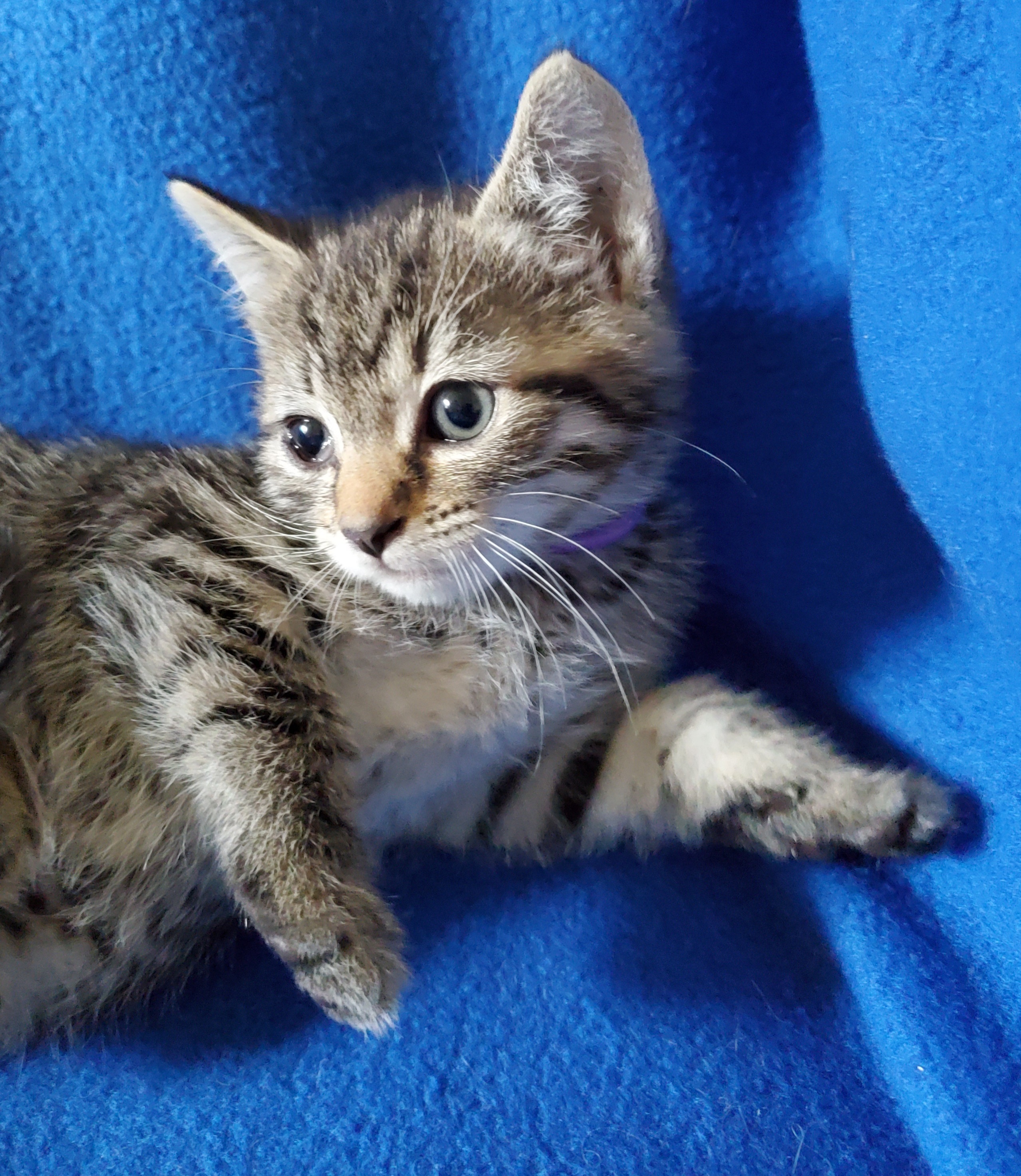 Adorable 9 Week Old Kittens Ready For Forever Homes!