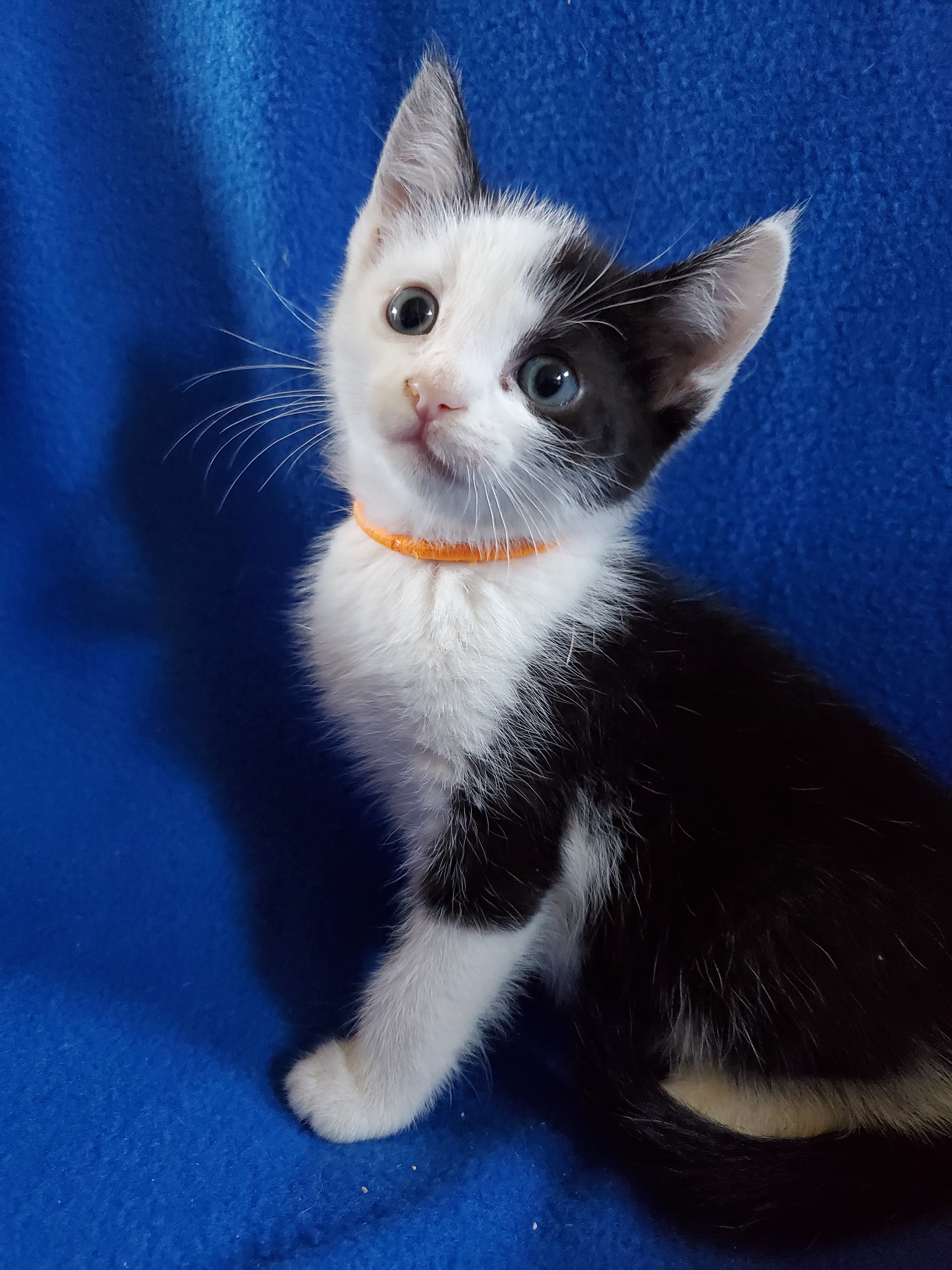 Adorable 9 Week Old Kittens Ready For Forever Homes!