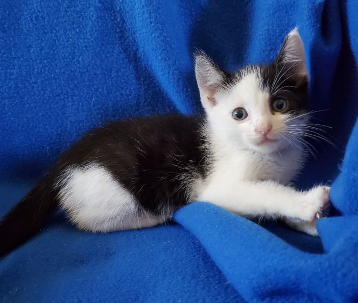 We have several adorable kittens looking for their forever homes