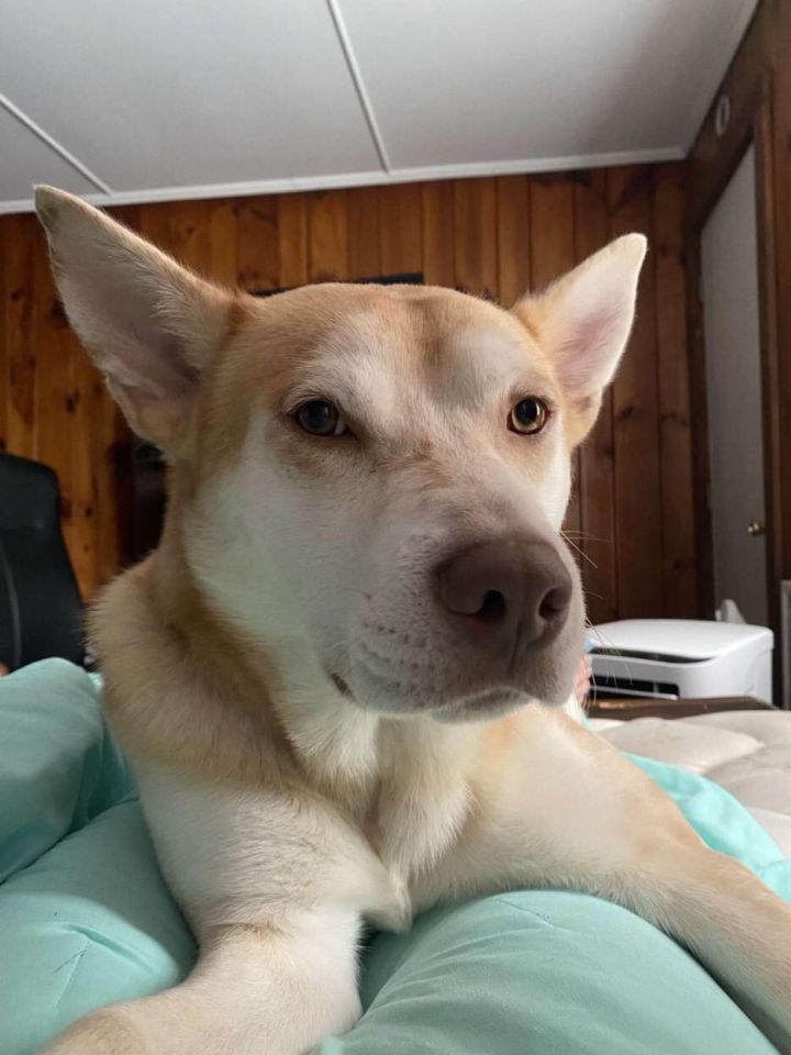 Dog for adoption - Azzy, a Carolina Dog Mix in Unionville ...