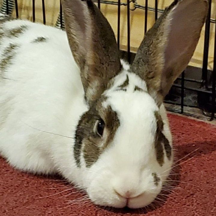 Rabbit For Adoption - Giselle & Francois (male Female Bonded Pair), A 