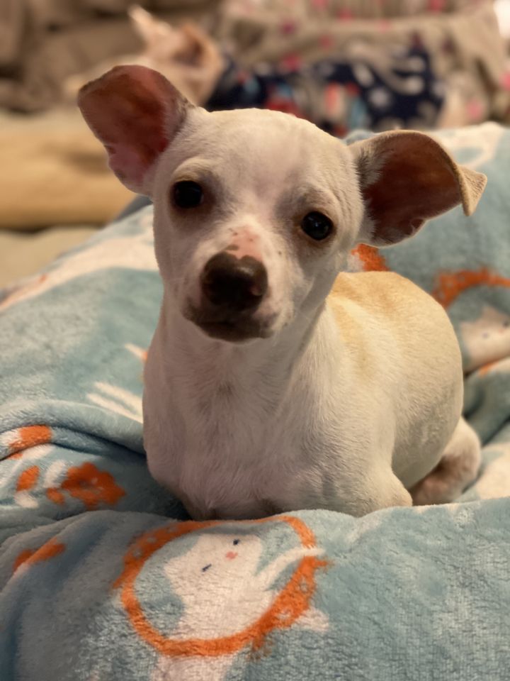 Dog For Adoption Rico A Chihuahua Dachshund Mix In Tucson Az Petfinder