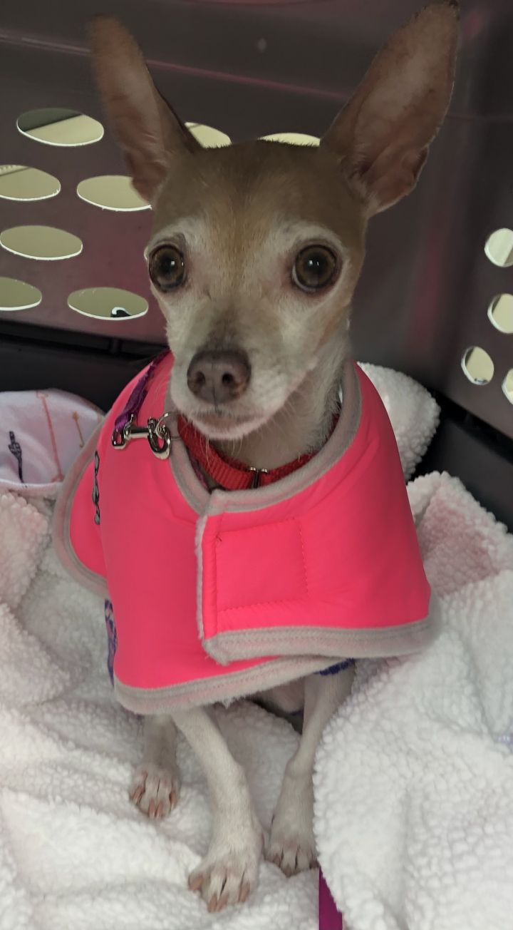 Khloe, an adoptable Chihuahua in Oak Ridge, NJ_image-1