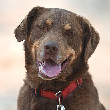 Akita, an adoptable Border Collie in Kanab, UT, 84741 | Photo Image 1