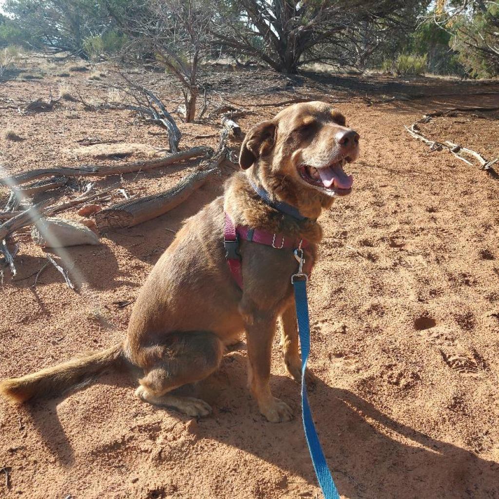 Akita, an adoptable Border Collie in Kanab, UT, 84741 | Photo Image 6