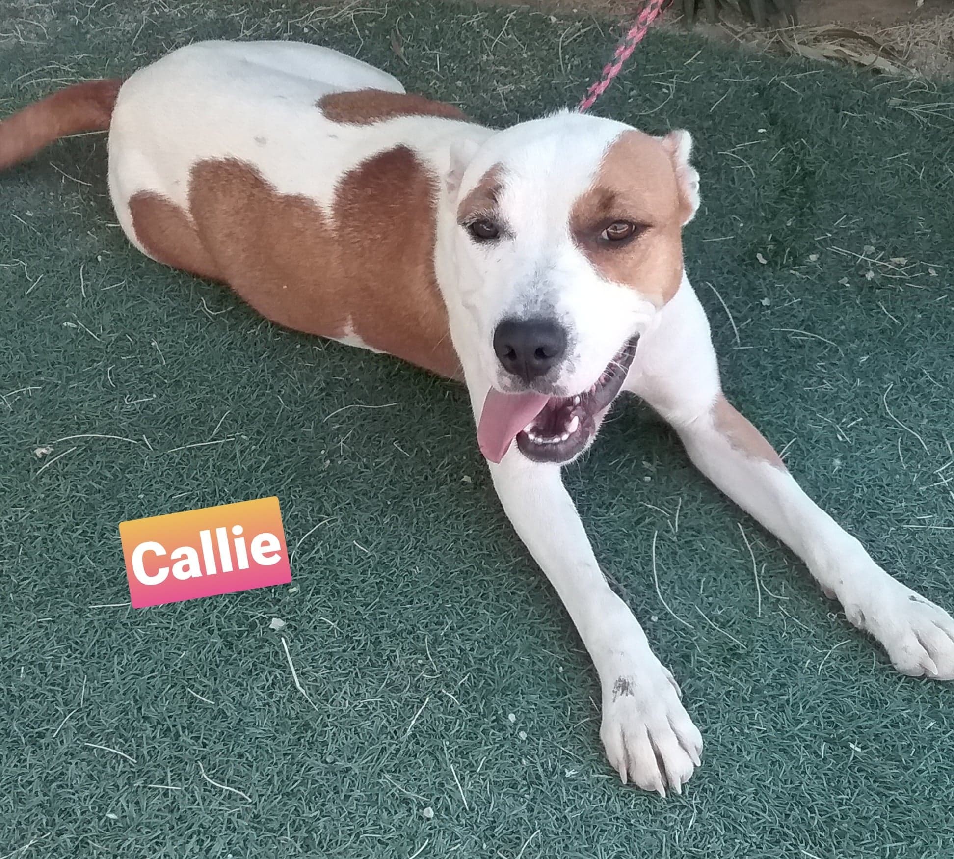 Callie, an adoptable Pit Bull Terrier in Las Vegas, NV, 89136 | Photo Image 2