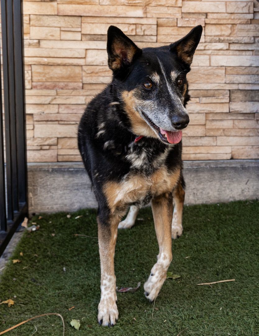 Skye, an adoptable Border Collie, Shepherd in Las Vegas, NV, 89136 | Photo Image 1