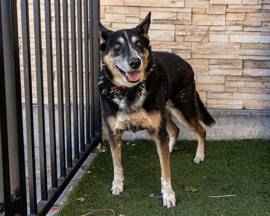 Skye, an adoptable Border Collie, Shepherd in Las Vegas, NV, 89136 | Photo Image 3