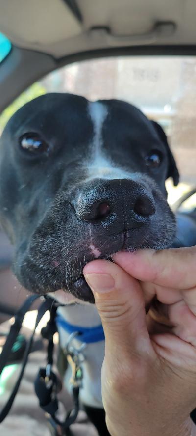 Jermaine, an adoptable Terrier & Pit Bull Terrier Mix in Phoenix, AZ_image-3