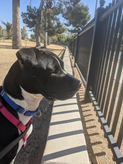 Jermaine, an adoptable Terrier, Pit Bull Terrier in Phoenix, AZ, 85067 | Photo Image 5
