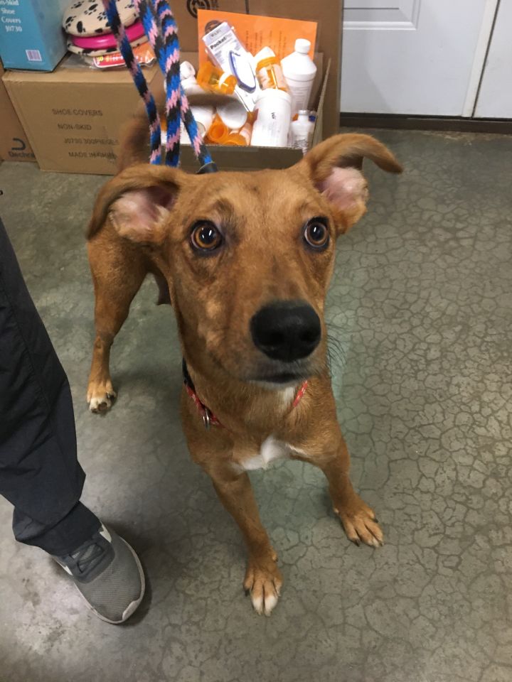 Moira, an adoptable Hound & Catahoula Leopard Dog Mix in Lake Odessa, MI