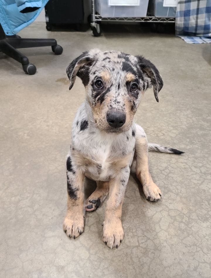 Alexis, an adoptable Hound & Catahoula Leopard Dog Mix in Lake Odessa, MI