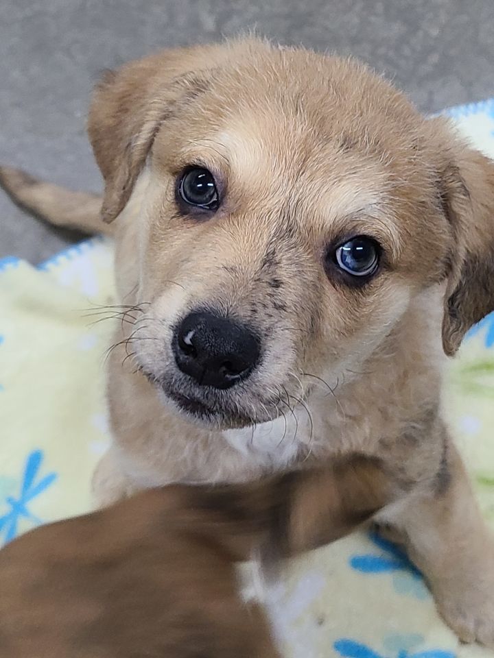 Johnny, an adoptable Hound & Catahoula Leopard Dog Mix in Lake Odessa, MI