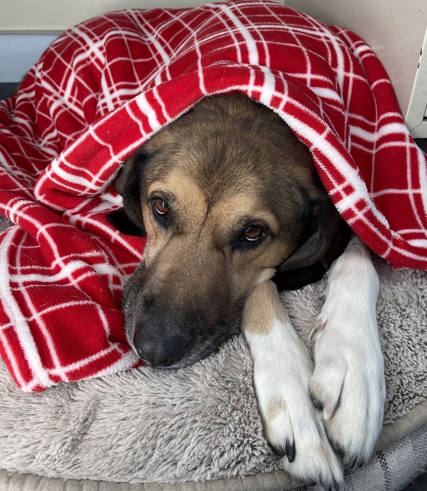 Hank, an adoptable Hound, German Shepherd Dog in Columbus, OH, 43214 | Photo Image 1