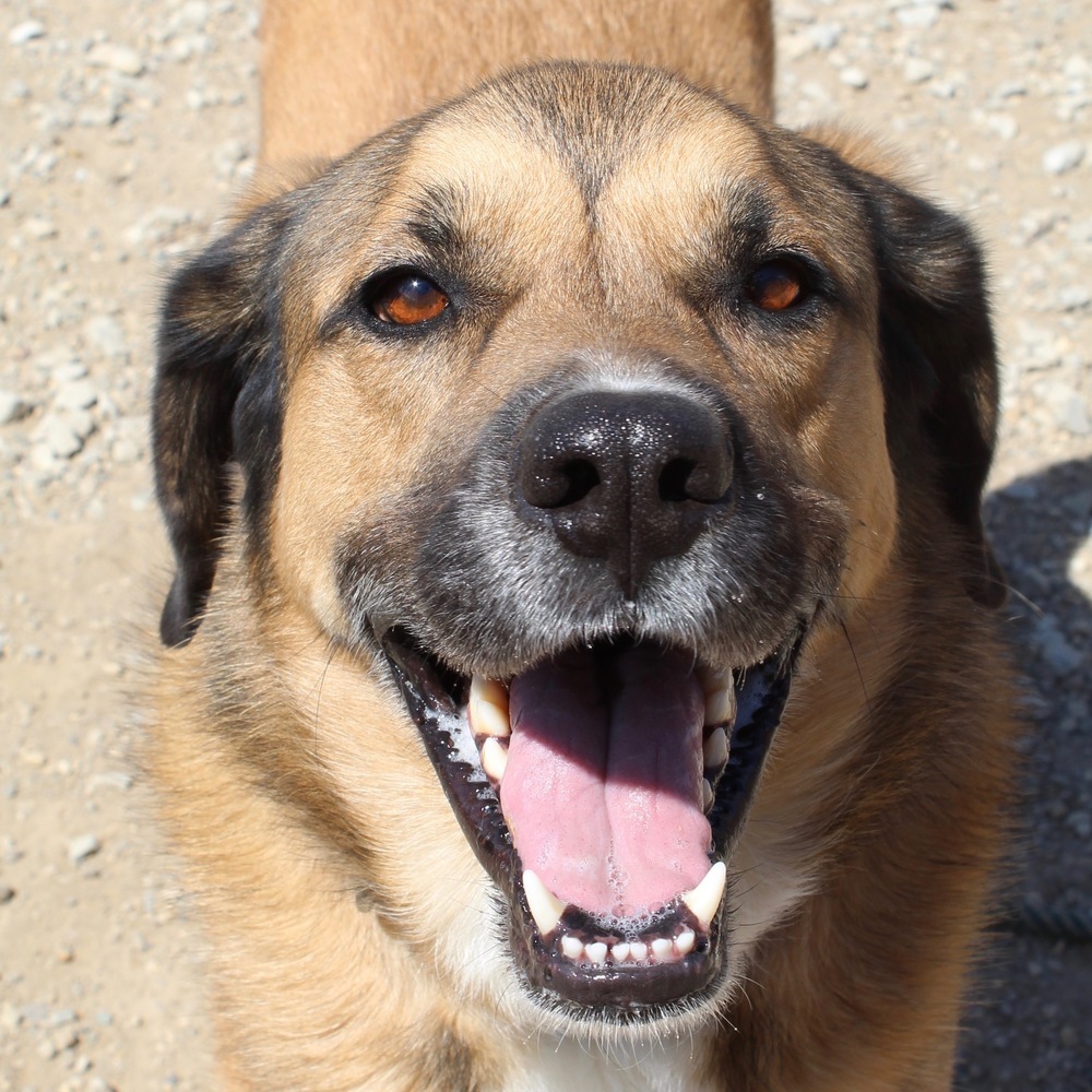 Hank, an adoptable Hound, German Shepherd Dog in Columbus, OH, 43214 | Photo Image 2