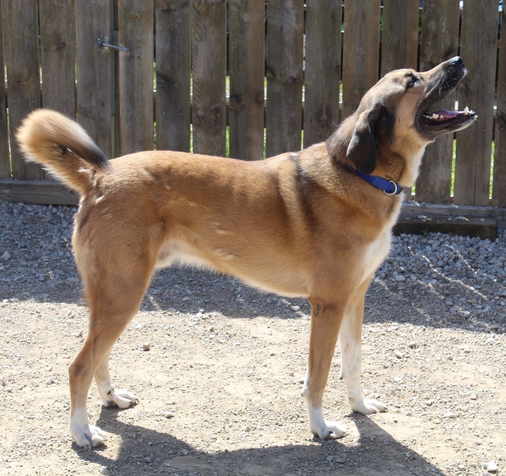 Hank, an adoptable Hound, German Shepherd Dog in Columbus, OH, 43214 | Photo Image 3